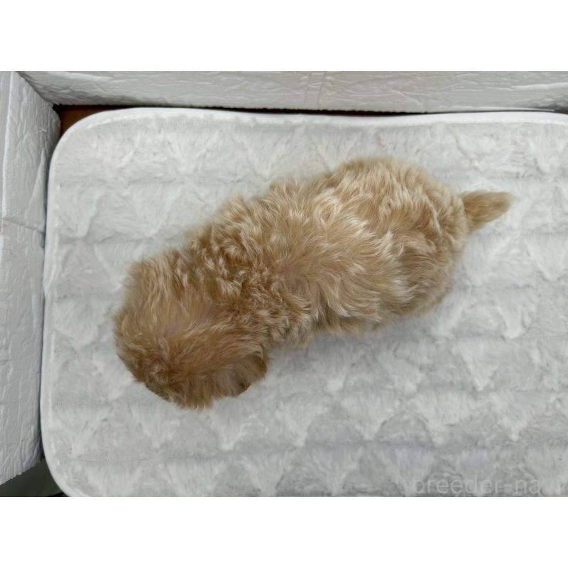 販売中の茨城県のマルプー:マルチーズ×トイプードル-426635の11枚目