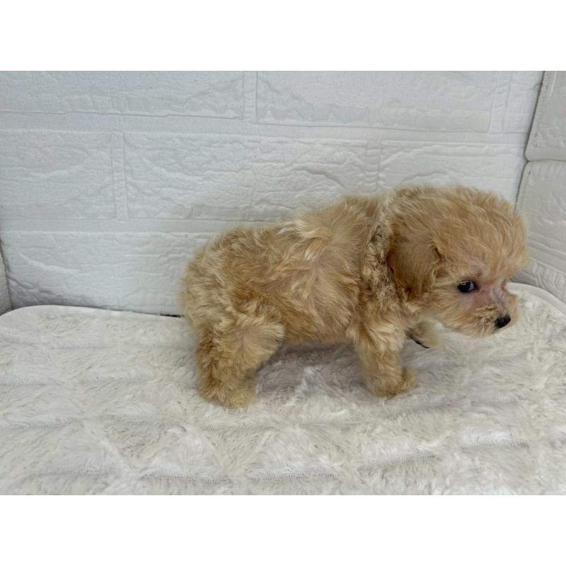 販売中の茨城県のマルプー:マルチーズ×トイプードル-426635の9枚目