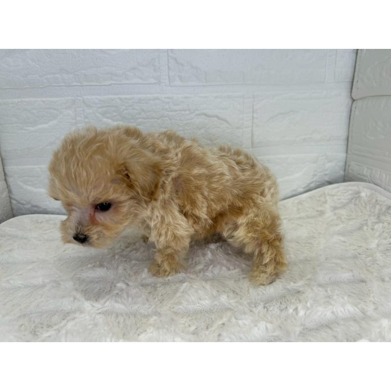 販売中の茨城県のマルプー:マルチーズ×トイプードル-426635の8枚目