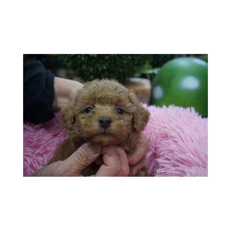 成約済の京都府のチワプー:チワワ×トイプードル-424880の5枚目