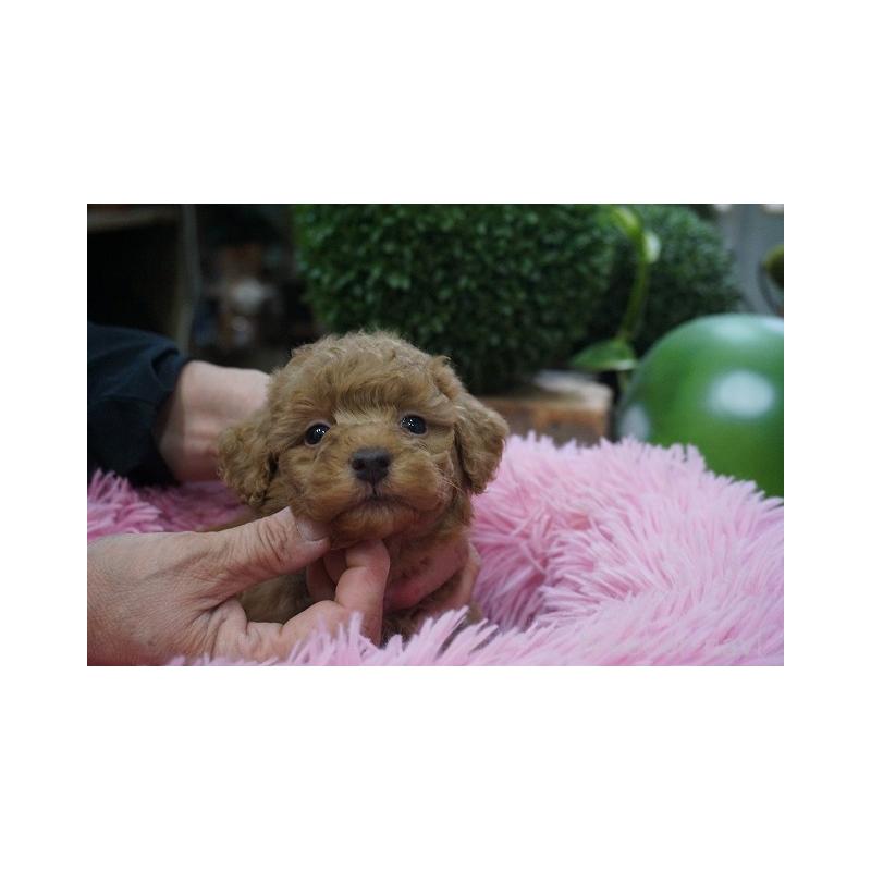 成約済の京都府のチワプー:チワワ×トイプードル-424880の3枚目