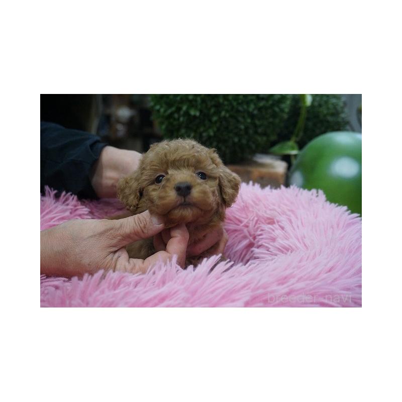 成約済の京都府のチワプー:チワワ×トイプードル-424880の4枚目