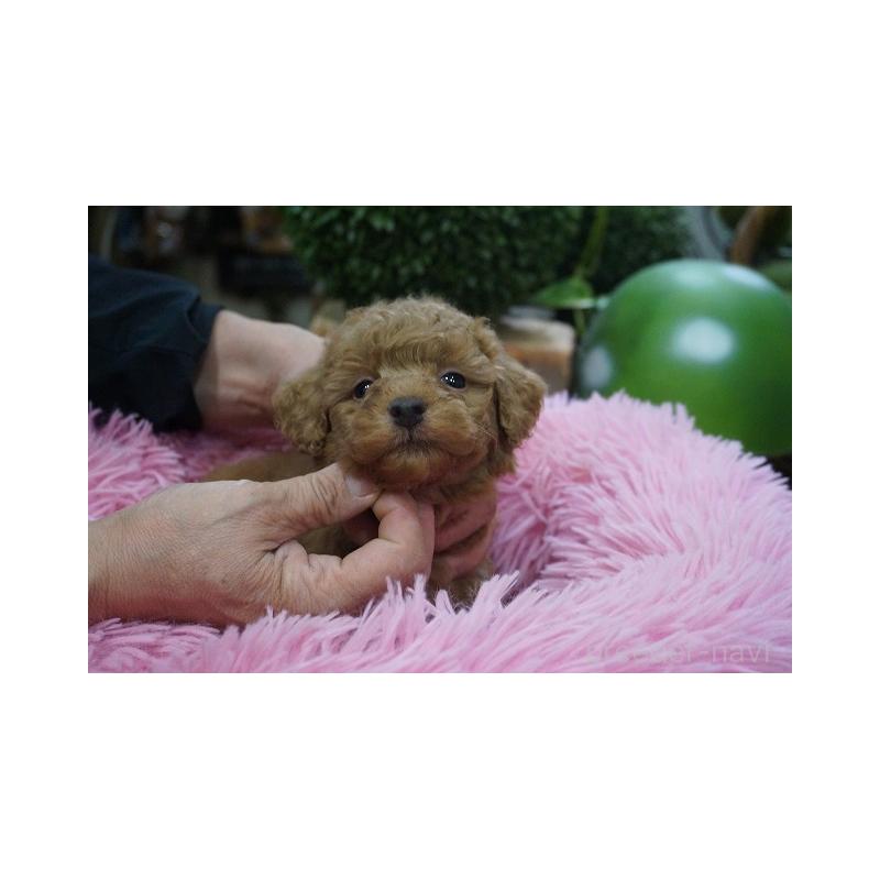 成約済の京都府のチワプー:チワワ×トイプードル-424880の2枚目