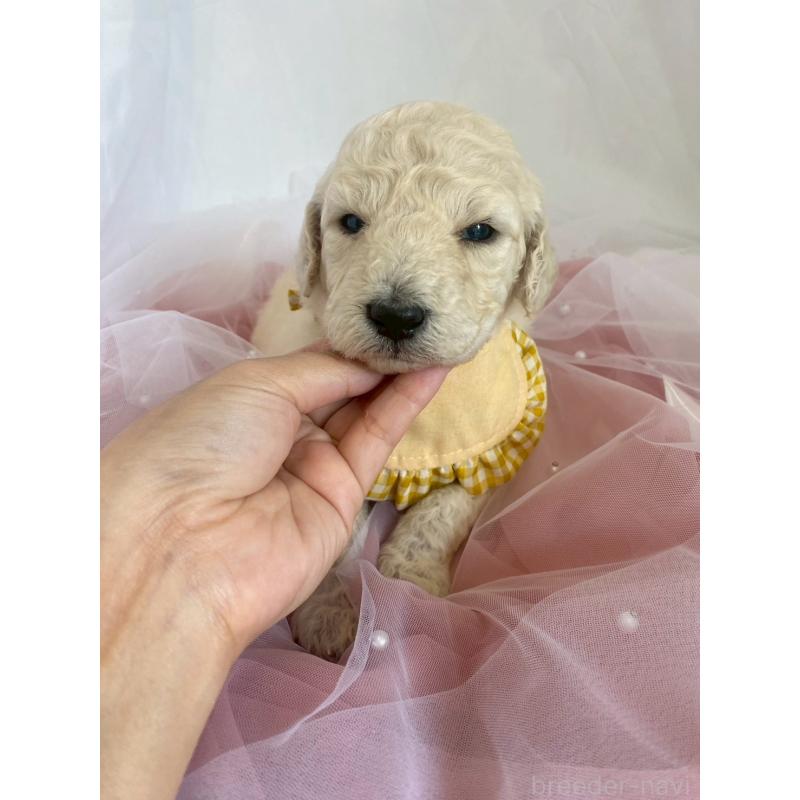 販売中の兵庫県のスタンダードプードル-426636の6枚目