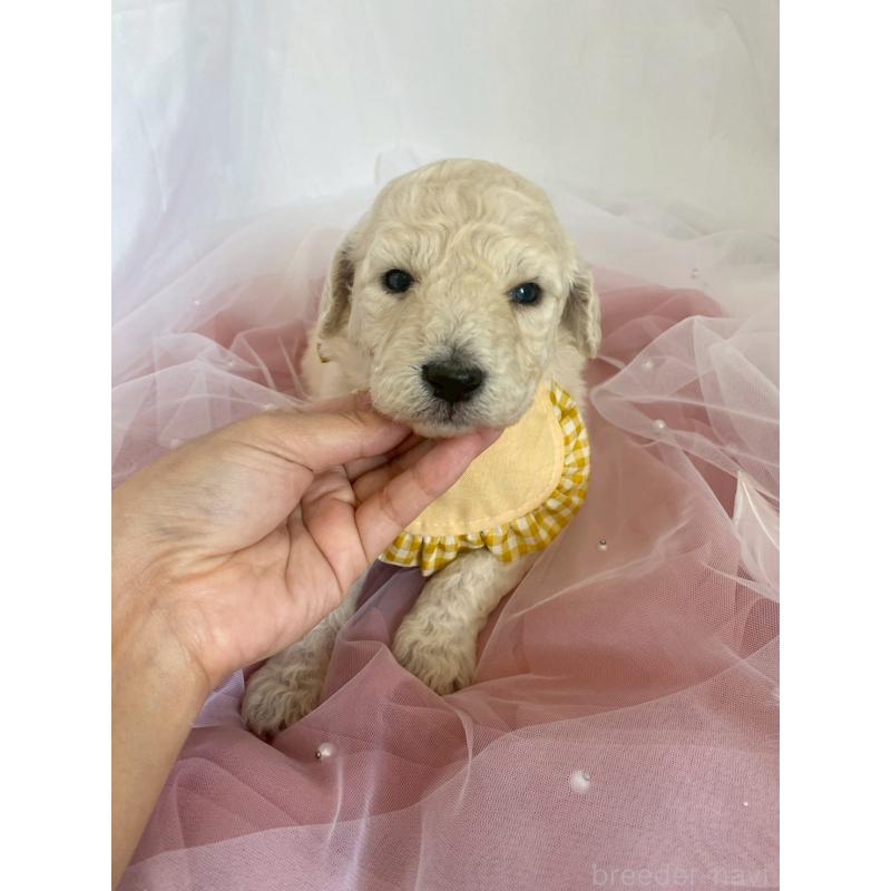 販売中の兵庫県のスタンダードプードル-426636の5枚目