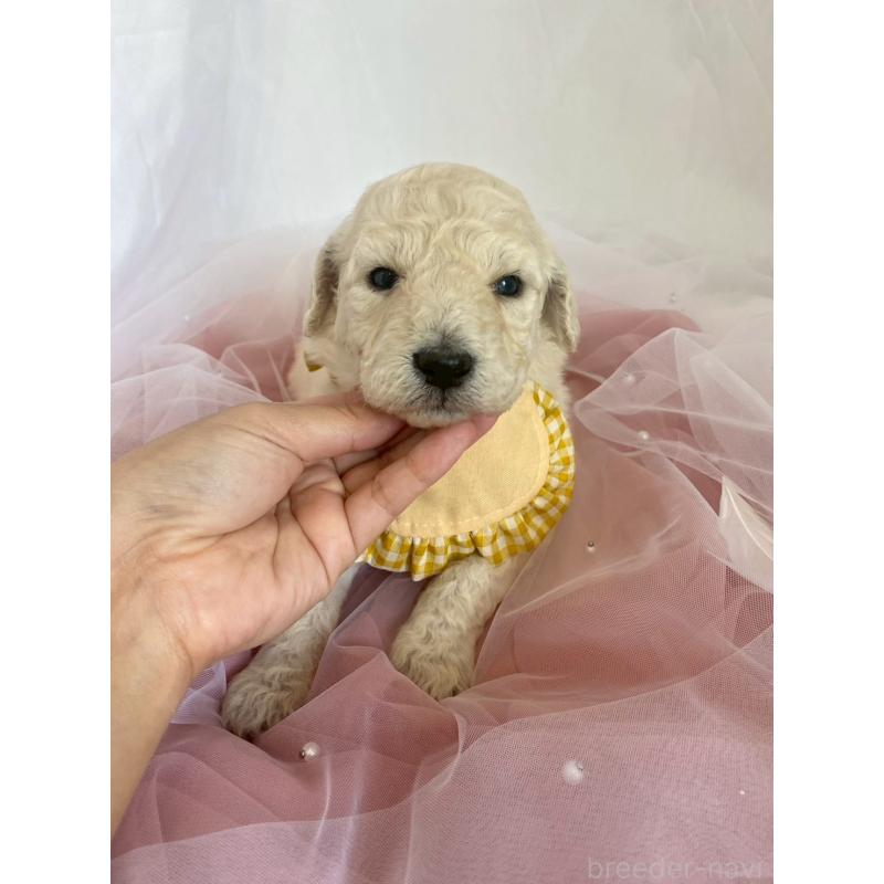 販売中の兵庫県のスタンダードプードル-426636の4枚目