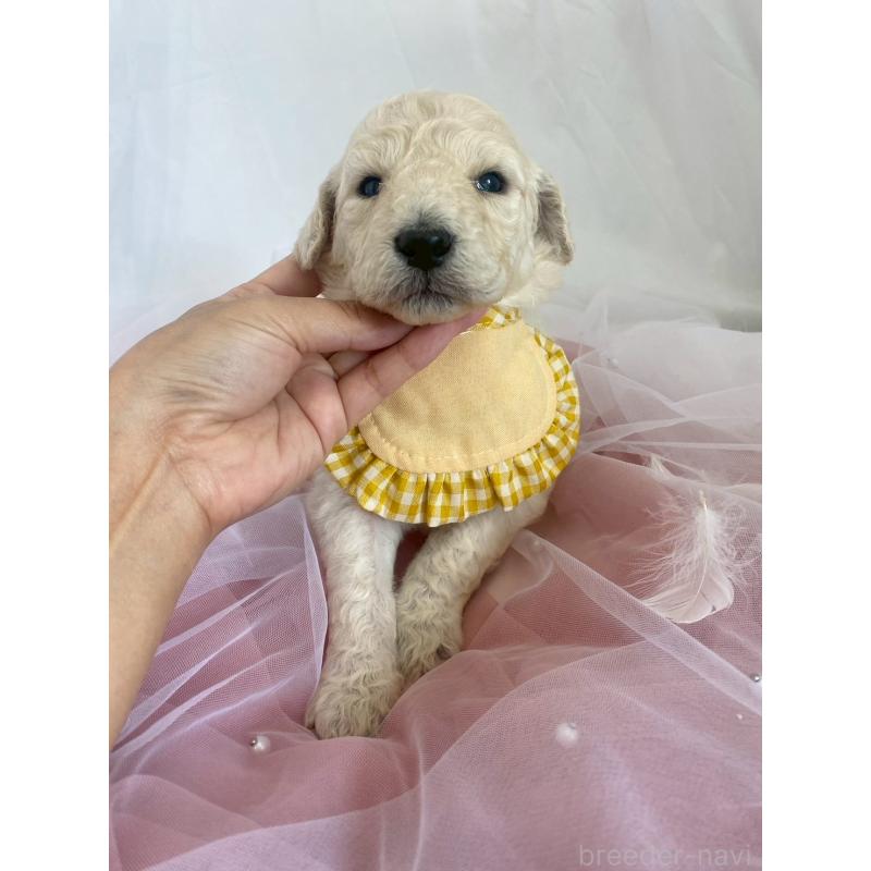 販売中の兵庫県のスタンダードプードル-426636の3枚目