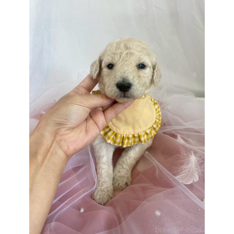 販売中の兵庫県のスタンダードプードル-426636の2枚目