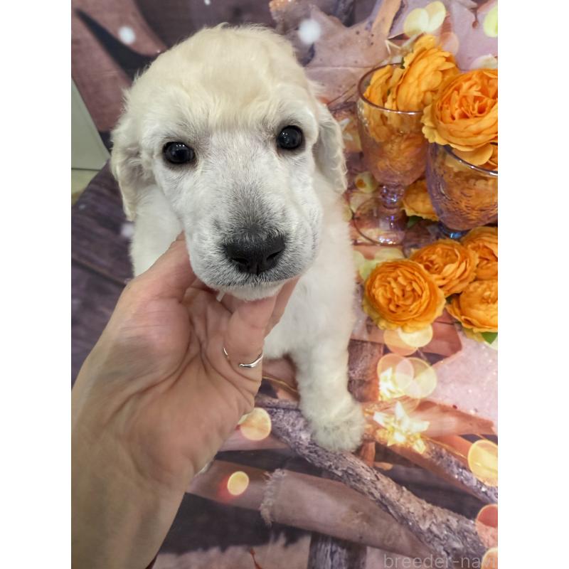 販売中の兵庫県のスタンダードプードル-426636