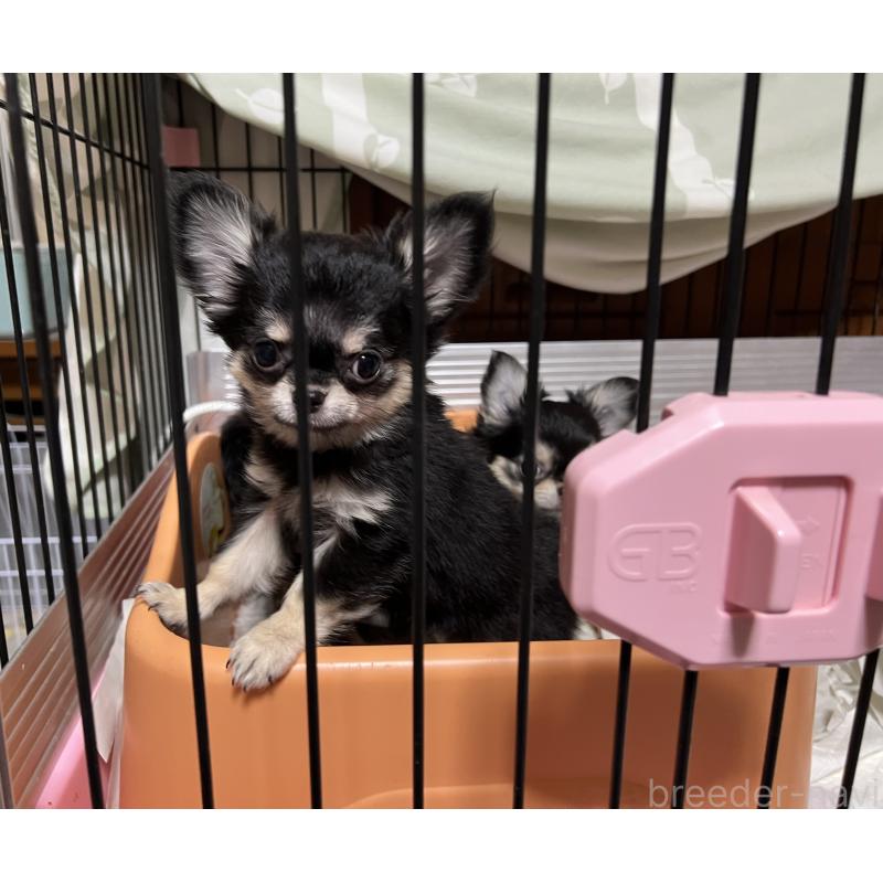 販売中の群馬県のチワワ(ロングコート)-423217の2枚目