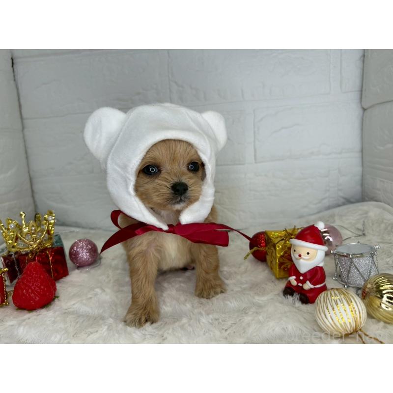 販売中の茨城県のチワプー:チワワ×トイプードル-426637の15枚目