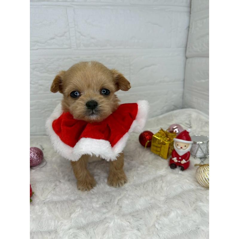 販売中の茨城県のチワプー:チワワ×トイプードル-426637の14枚目