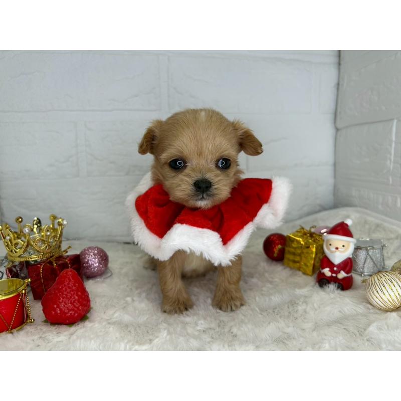 販売中の茨城県のチワプー:チワワ×トイプードル-426637の13枚目