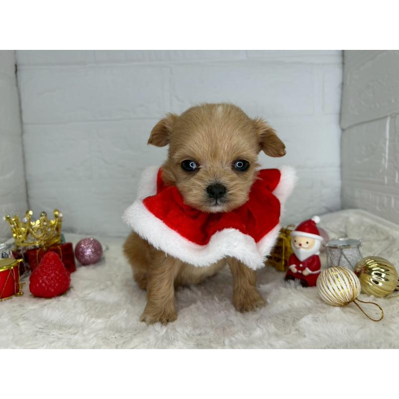 販売中の茨城県のチワプー:チワワ×トイプードル-426637の11枚目