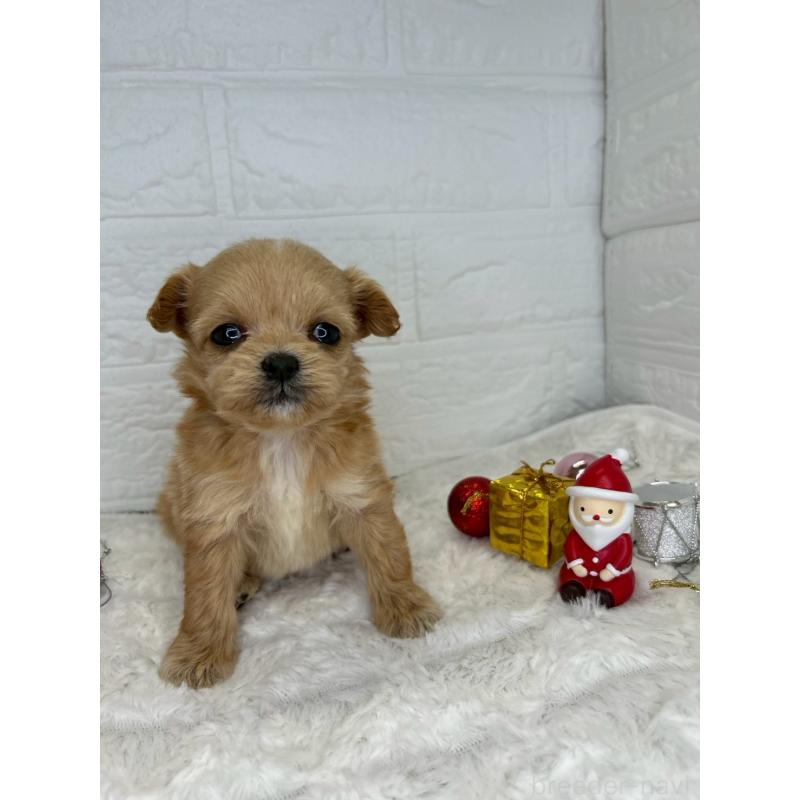 販売中の茨城県のチワプー:チワワ×トイプードル-426637の10枚目