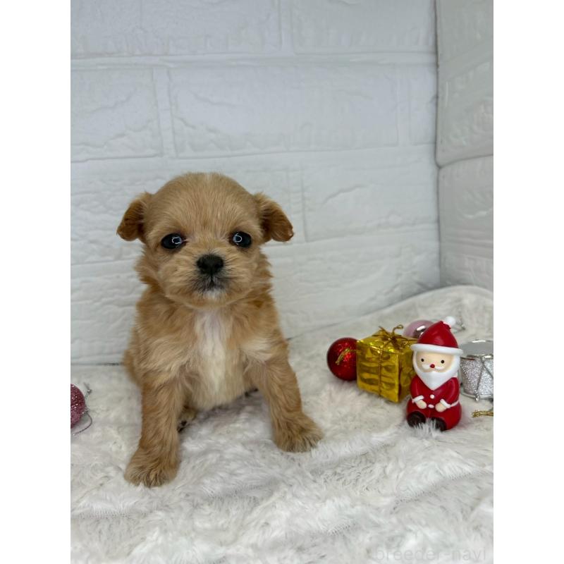 販売中の茨城県のチワプー:チワワ×トイプードル-426637の9枚目