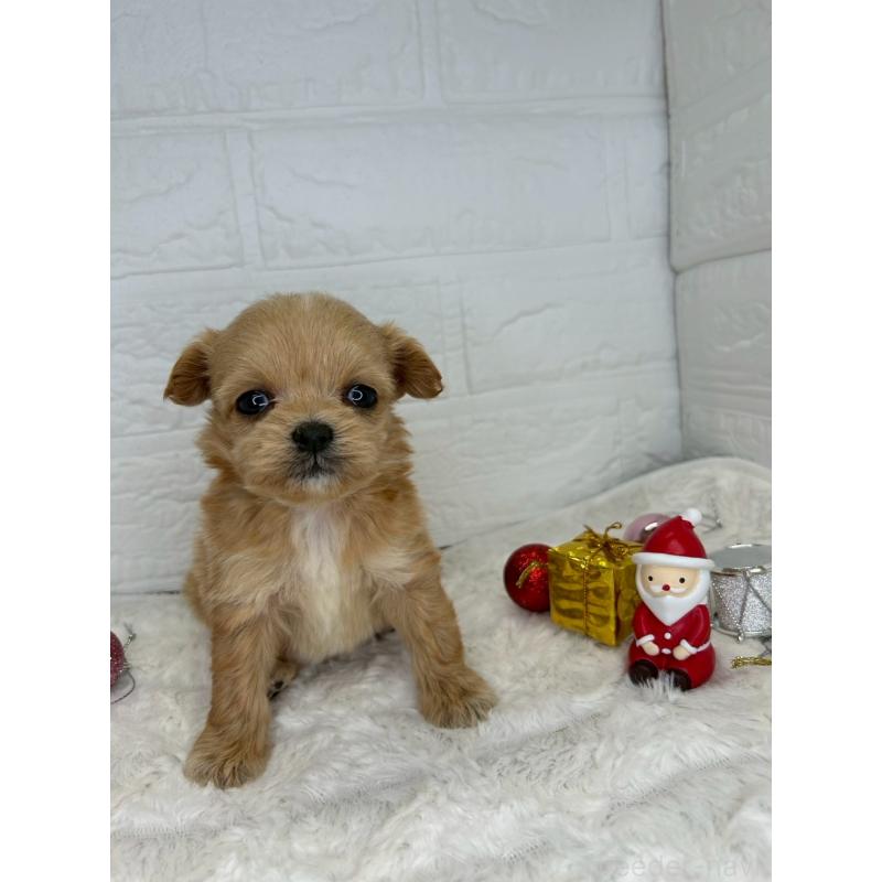 販売中の茨城県のチワプー:チワワ×トイプードル-426637の8枚目