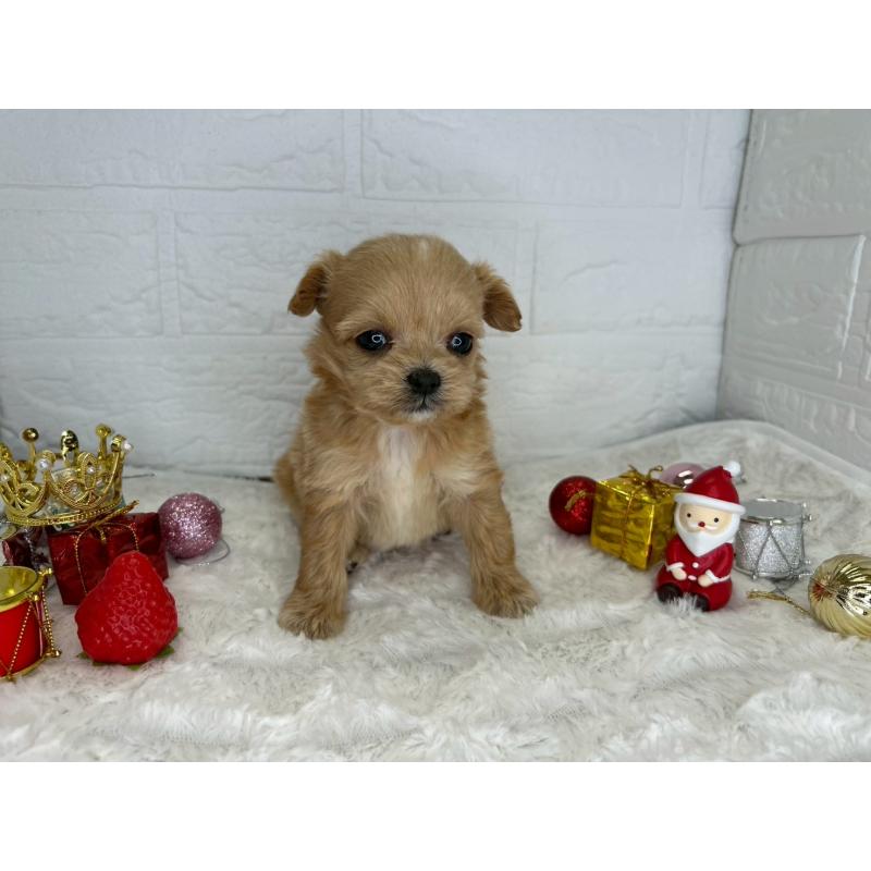 販売中の茨城県のチワプー:チワワ×トイプードル-426637の7枚目