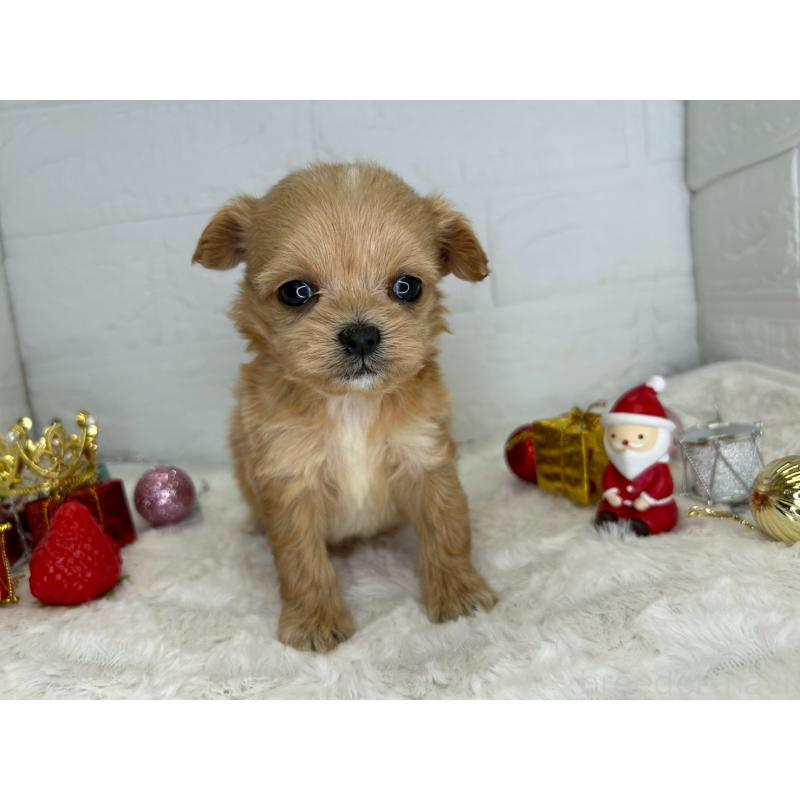 販売中の茨城県のチワプー:チワワ×トイプードル-426637の6枚目