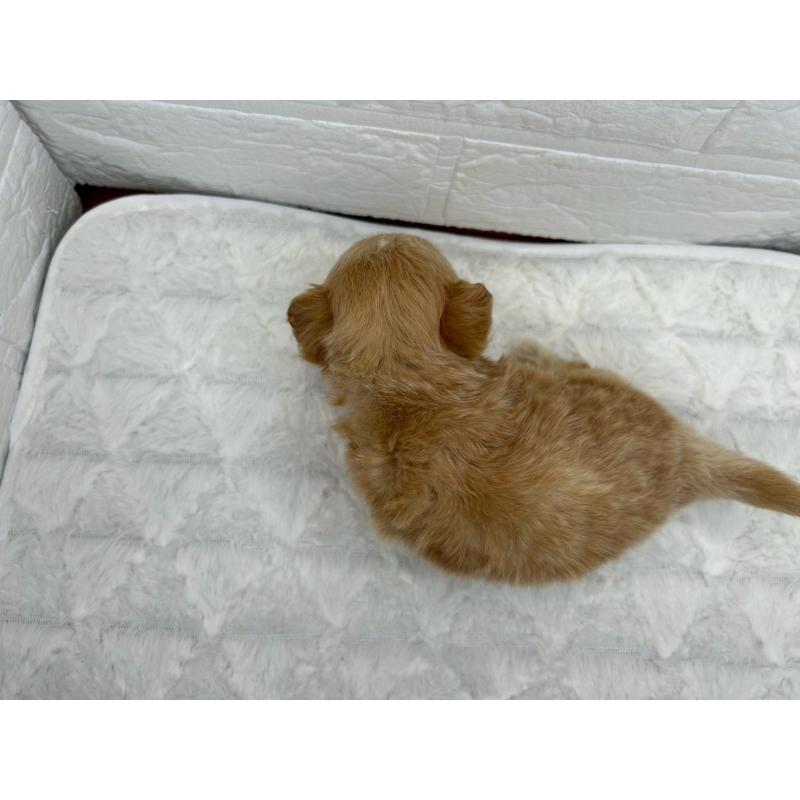 販売中の茨城県のチワプー:チワワ×トイプードル-426637の5枚目