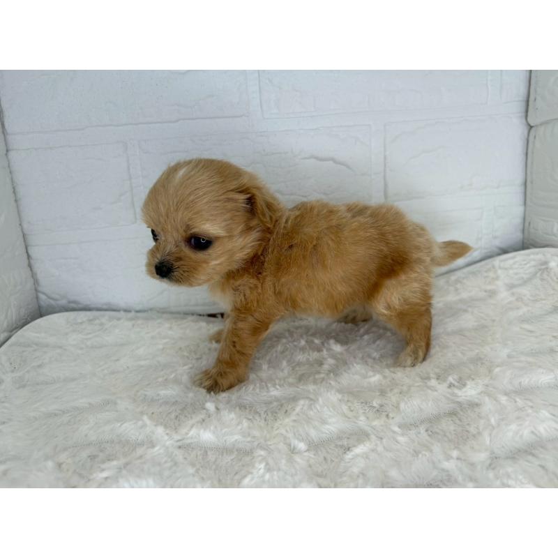 販売中の茨城県のチワプー:チワワ×トイプードル-426637の4枚目