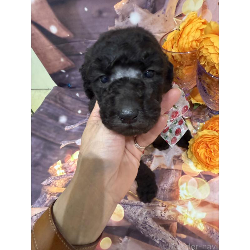 商談中の兵庫県のスタンダードプードル-422007の1枚目