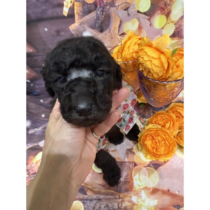 商談中の兵庫県のスタンダードプードル-422007の5枚目