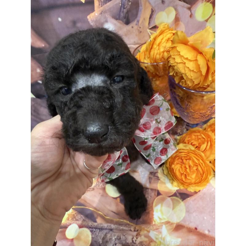 商談中の兵庫県のスタンダードプードル-422007の4枚目