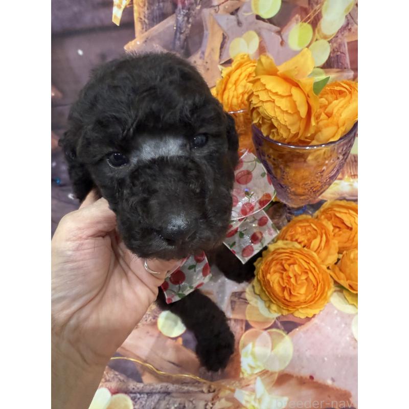 商談中の兵庫県のスタンダードプードル-422007の3枚目