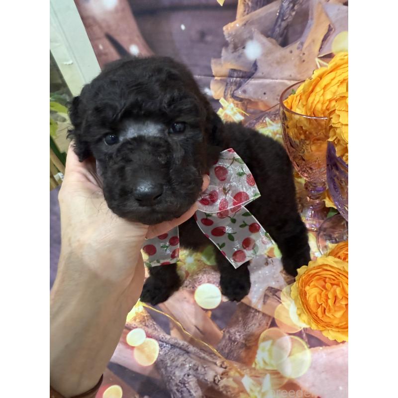 商談中の兵庫県のスタンダードプードル-422007の2枚目