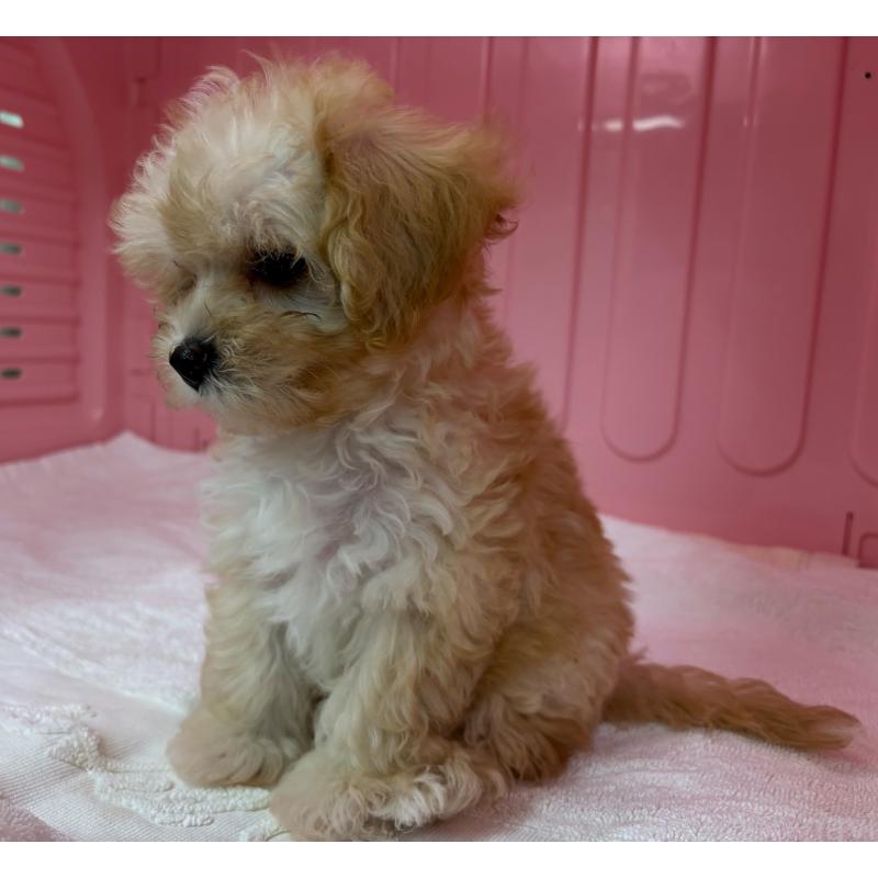 販売中の岐阜県のマルプー:マルチーズ×トイプードル-426642の7枚目