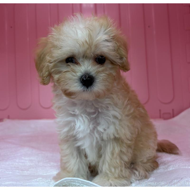 販売中の岐阜県のマルプー:マルチーズ×トイプードル-426642の6枚目