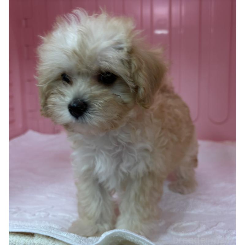 販売中の岐阜県のマルプー:マルチーズ×トイプードル-426642の5枚目