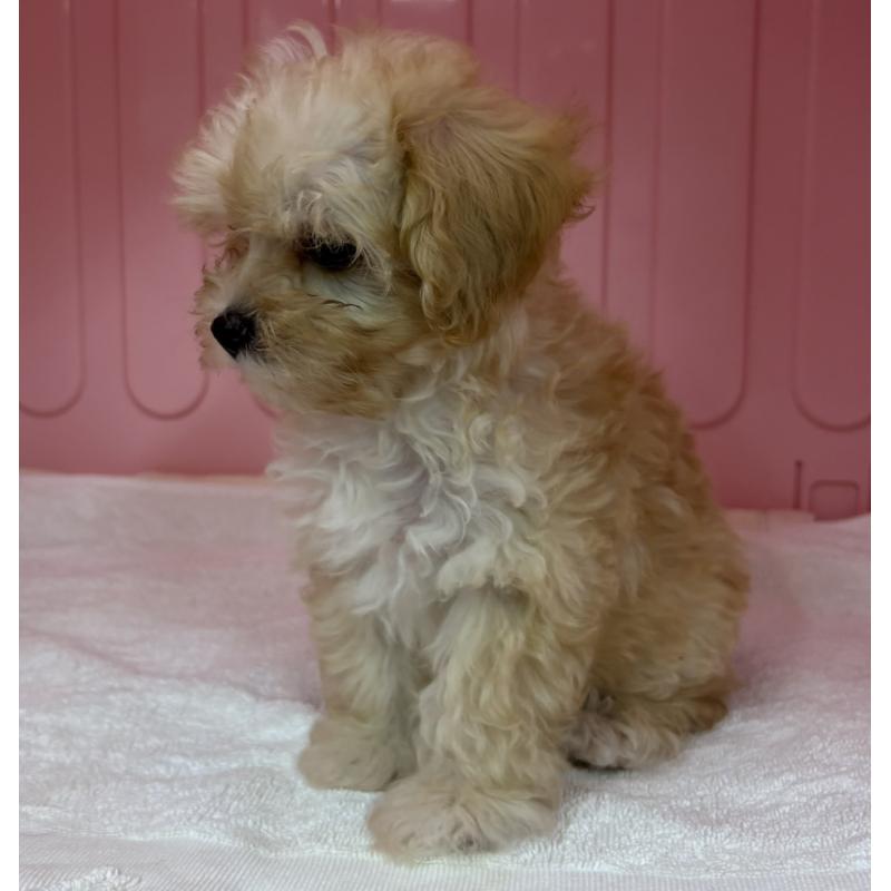 販売中の岐阜県のマルプー:マルチーズ×トイプードル-426642の4枚目