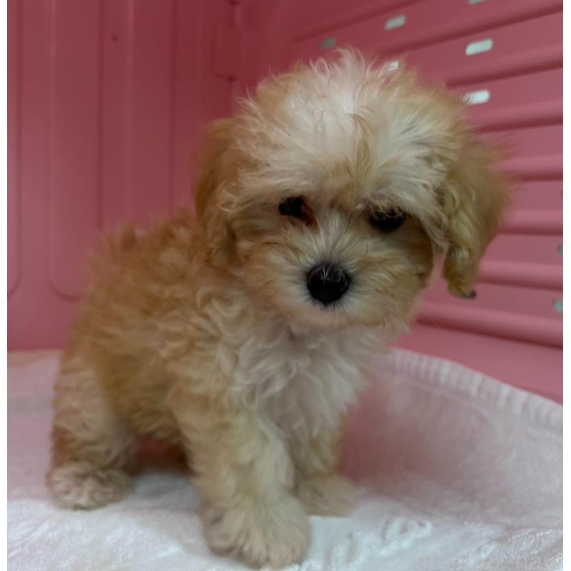 販売中の岐阜県のマルプー:マルチーズ×トイプードル-426642の3枚目