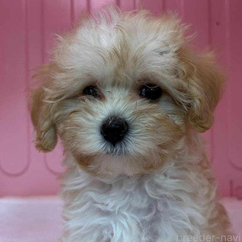販売中の岐阜県のマルプー:マルチーズ×トイプードル-426642の2枚目