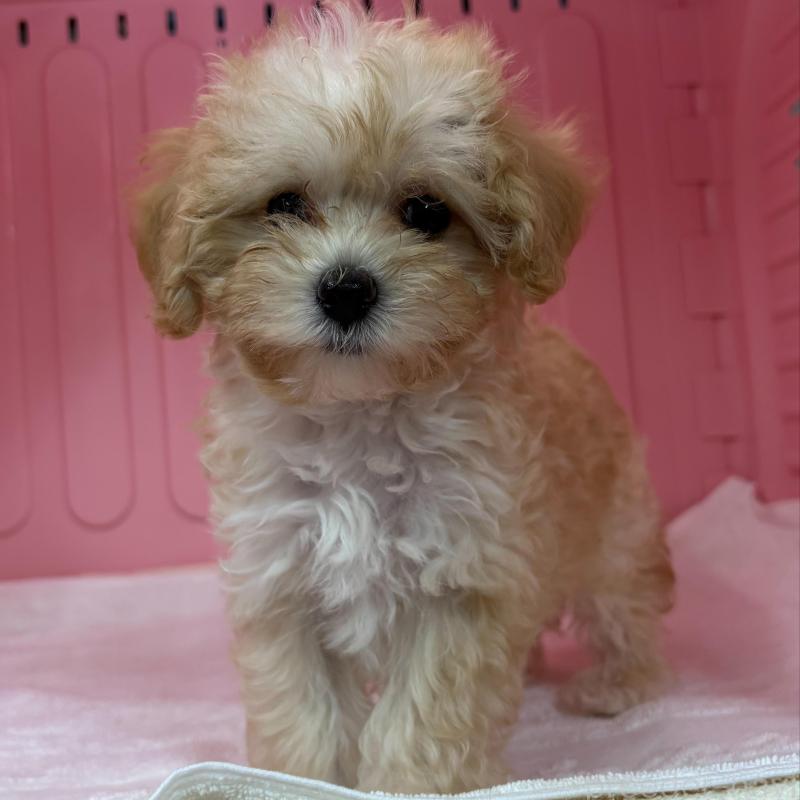 販売中の岐阜県のマルプー:マルチーズ×トイプードル-426642の1枚目