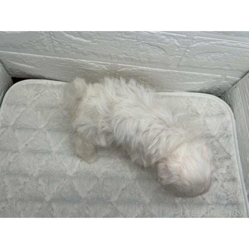 販売中の茨城県のマルチーズ-426638の9枚目