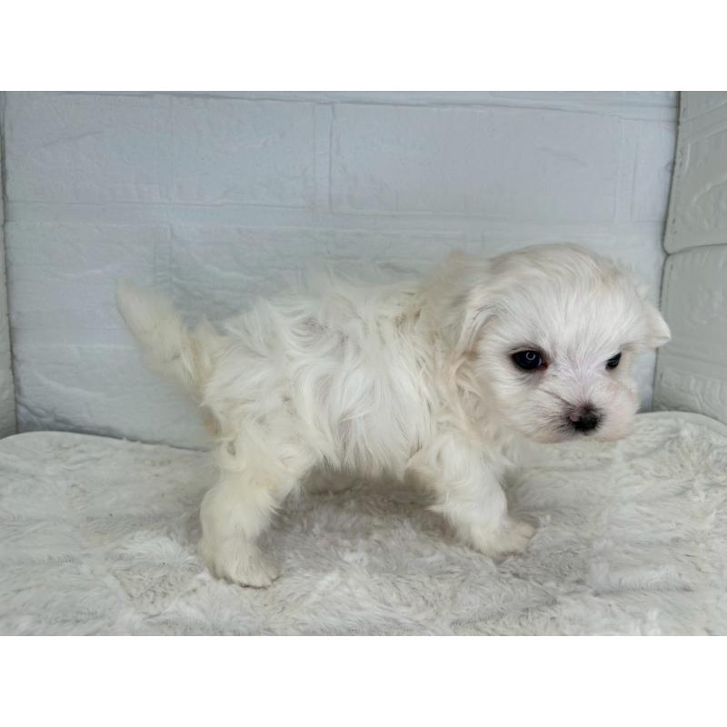 販売中の茨城県のマルチーズ-426638の8枚目