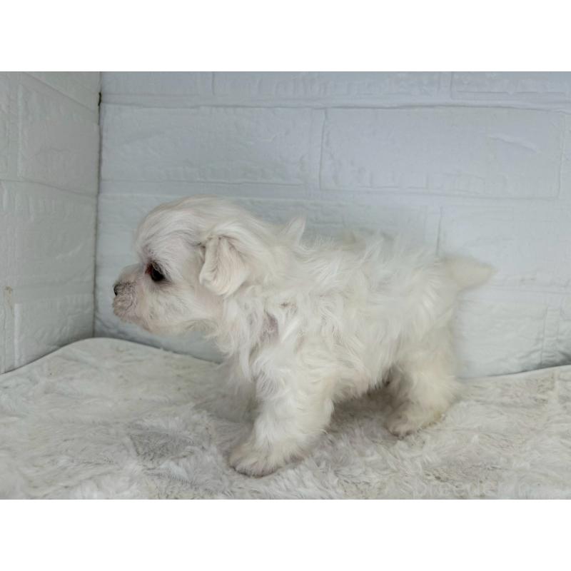 販売中の茨城県のマルチーズ-426638の7枚目