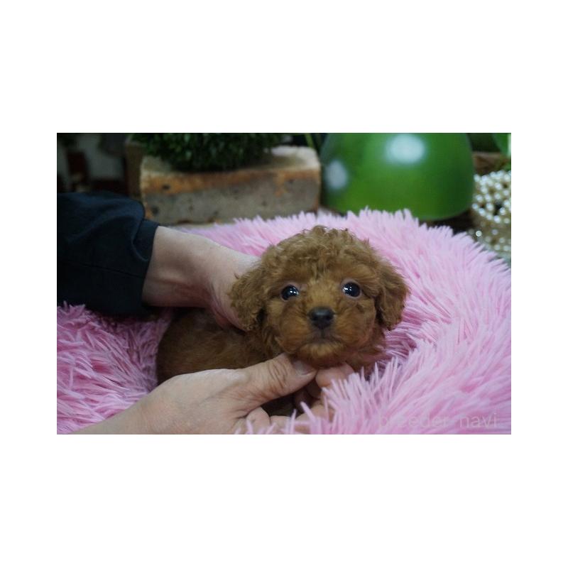 成約済の京都府のチワプー:チワワ×トイプードル-424887の4枚目