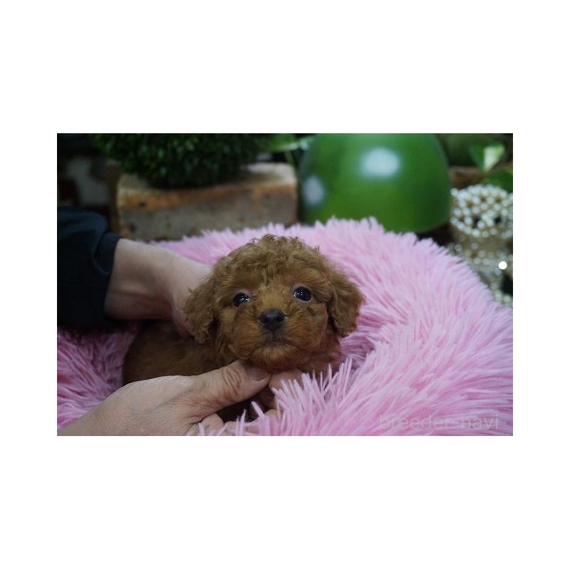 成約済の京都府のチワプー:チワワ×トイプードル-424887の5枚目