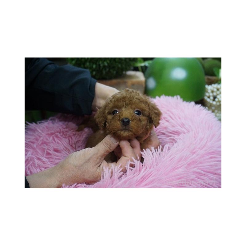 成約済の京都府のチワプー:チワワ×トイプードル-424887の3枚目