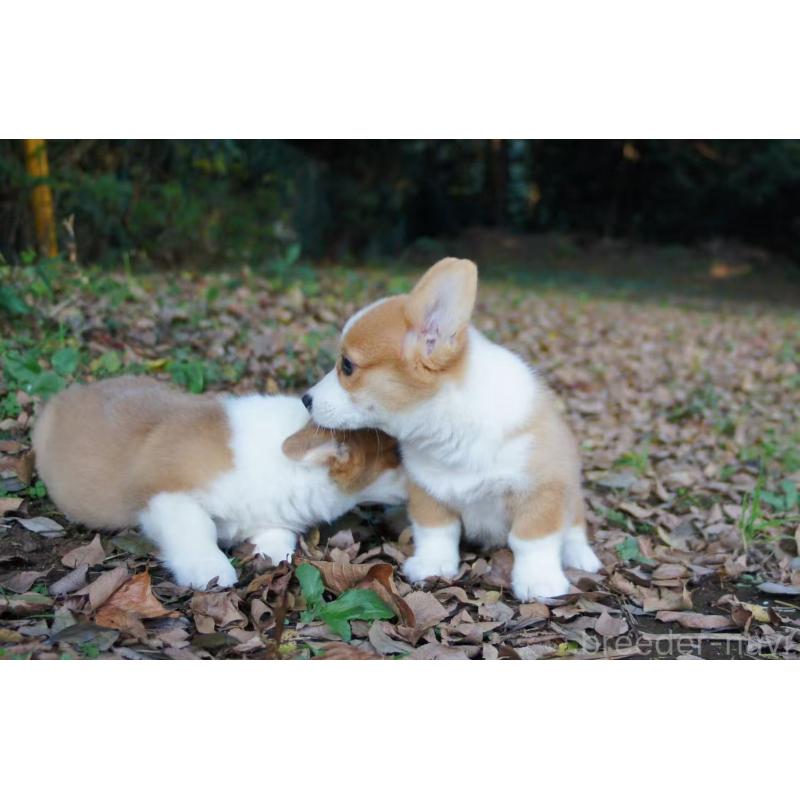 販売中の千葉県のウェルシュコーギーペンブローク-418727の2枚目