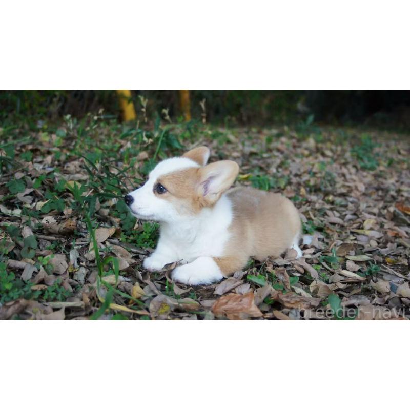 商談中の千葉県のウェルシュコーギーペンブローク-418730の2枚目