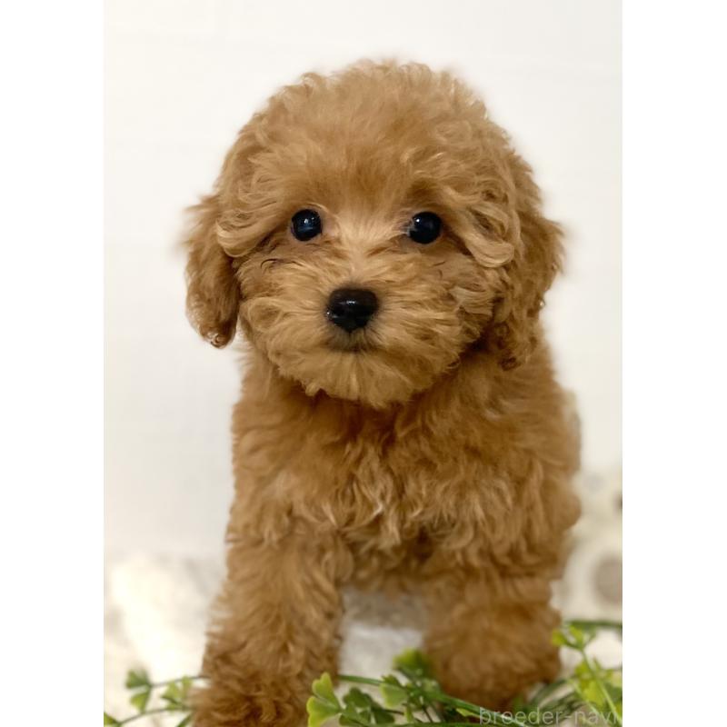 販売中の静岡県のトイプードル-426640の5枚目