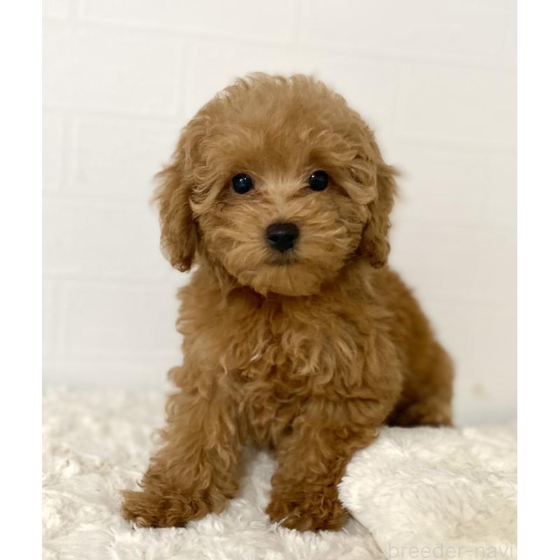 販売中の静岡県のトイプードル-426640の4枚目