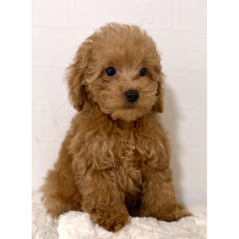 販売中の静岡県のトイプードル-426640の3枚目