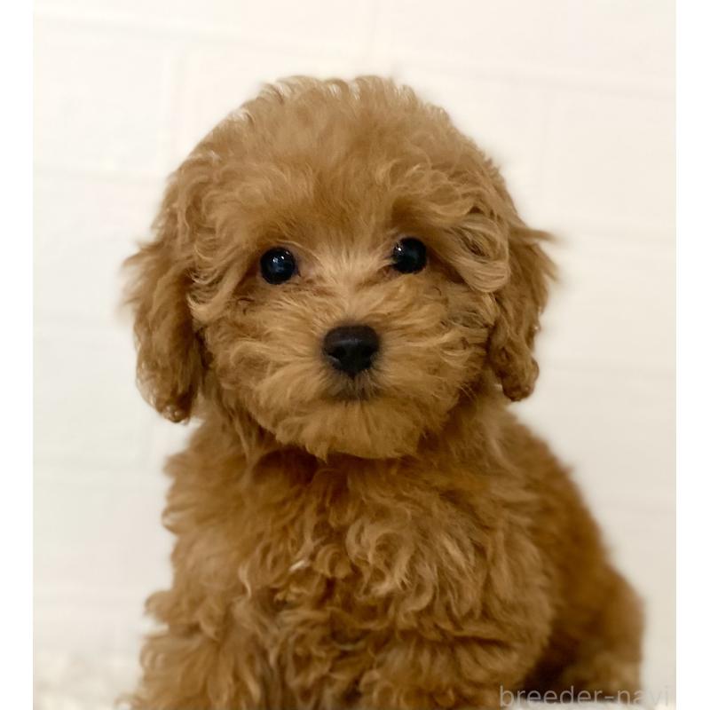 販売中の静岡県のトイプードル-426640の2枚目