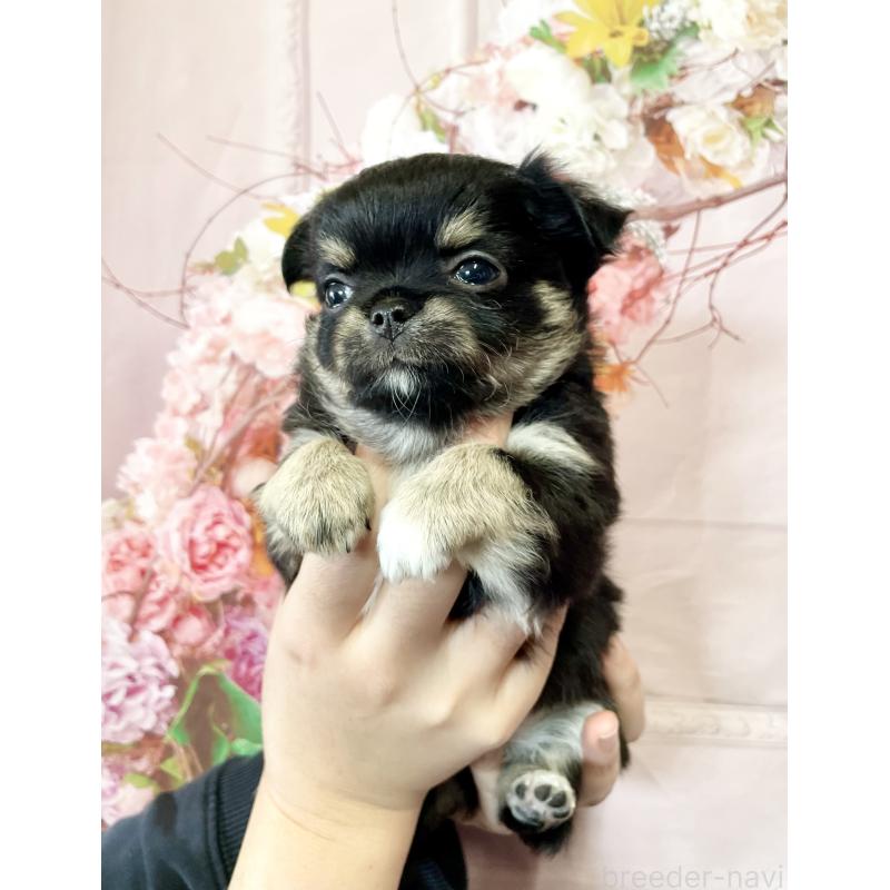 販売中の静岡県のチワワ(ロングコート)-424649の4枚目